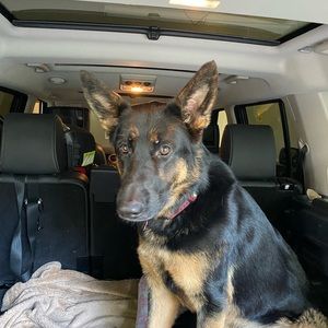 Meet your Posher, Reid